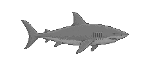 Silvertip Shark