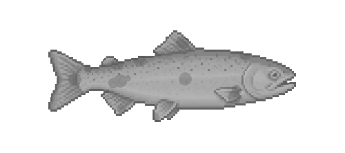 Siscowet Lake Trout