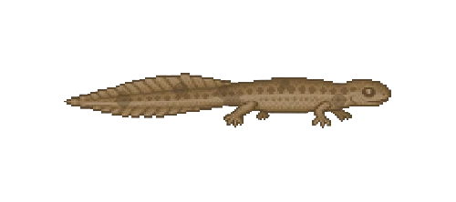 Smooth Newt