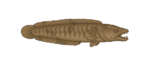 Bullseye Snakehead