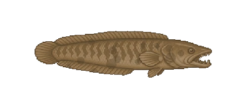 Giant Snakehead