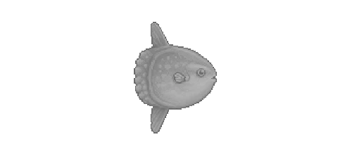 Southern Ocean Sunfish