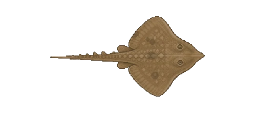 Southern Skate Ray