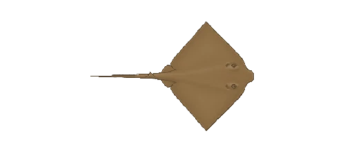 Southern Stingray