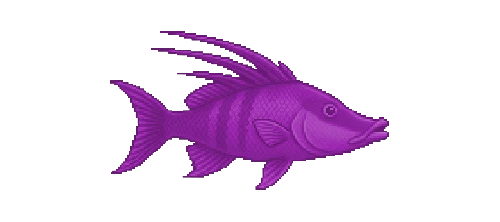 Spanish Hogfish
