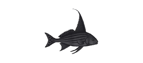 Spotted Drum