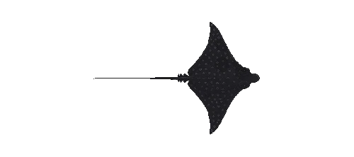 Spotted Eagle Ray
