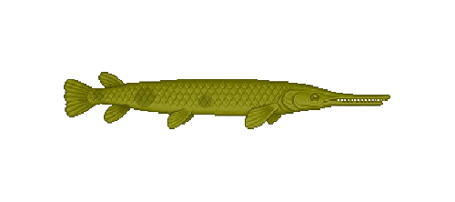 Spotted Gar
