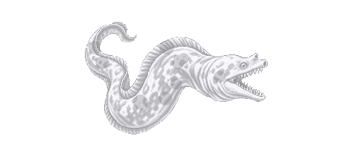 Spotted Moray
