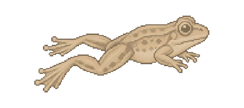 Spring Peeper Frog
