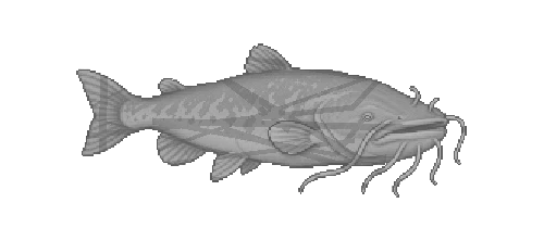 Andean Stone Catfish