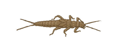 Giant Stonefly Larva