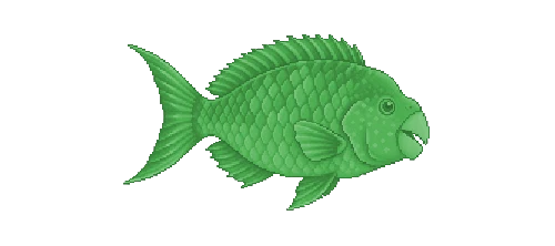 Stoplight Parrotfish