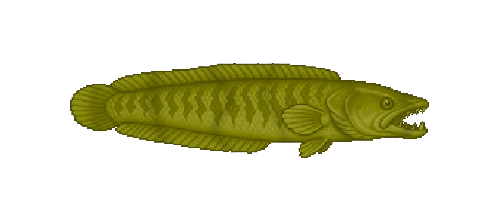 Striped Snakehead