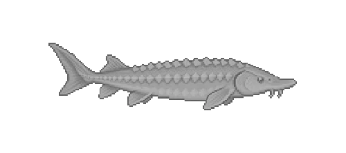 Lake Sturgeon