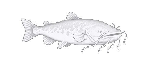 Subterranean Catfish