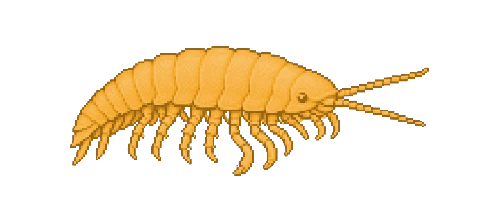 Sulfur Amphipod