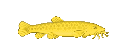 Sulfur Spring Loach