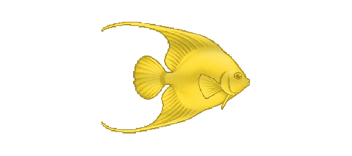 Sunburst Angelfish