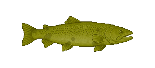 Siberian Taimen