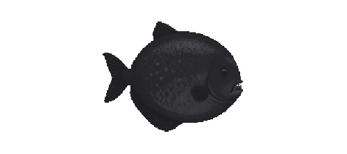 Tambaqui