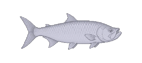 Atlantic Tarpon