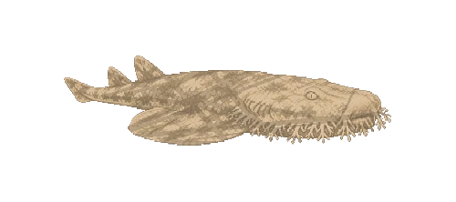 Tasselled Wobbegong