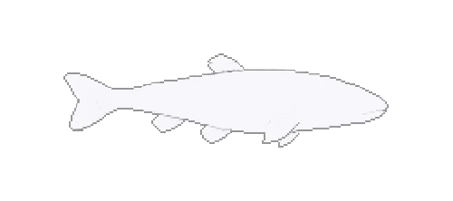 Tayos Blind Catfish