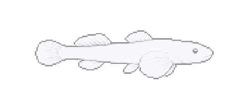 Tayos Darter