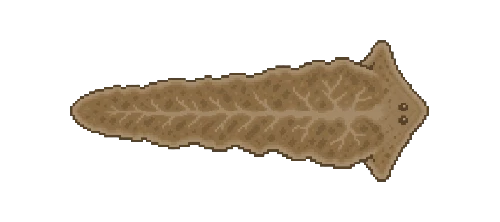 Thermal Flatworm