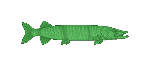 Tiger Muskie