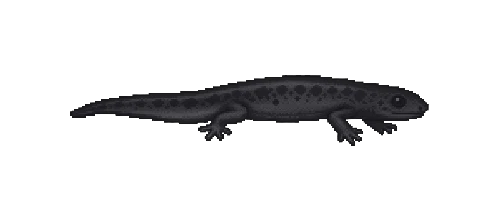 Tiger Salamander