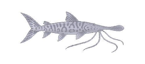 Tiger Shovelnose Catfish
