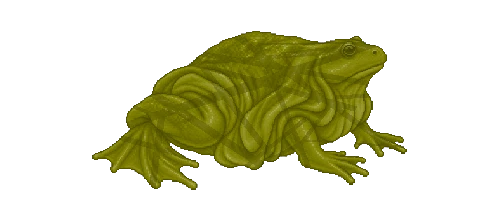 Titicaca Water Frog