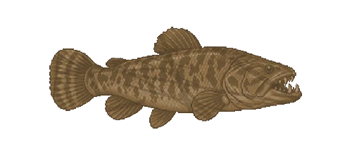 Wolf Fish