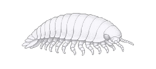 Trench Amphipod