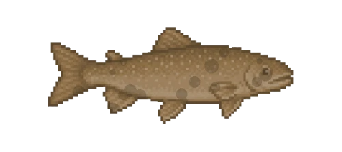 Brook Trout