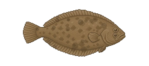 Turbot