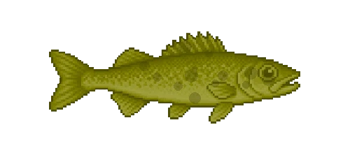 Walleye