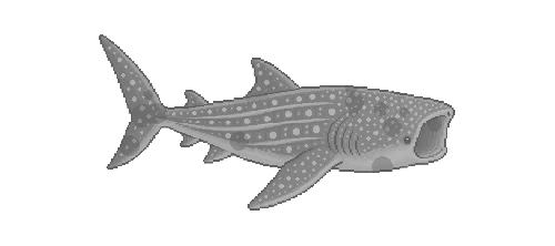 Whale Shark