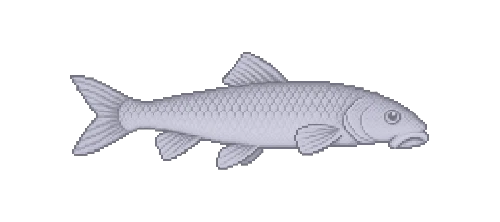 White Sucker