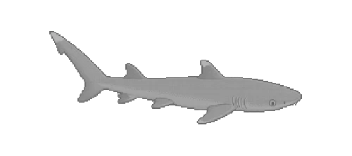 Whitetip Reef Shark