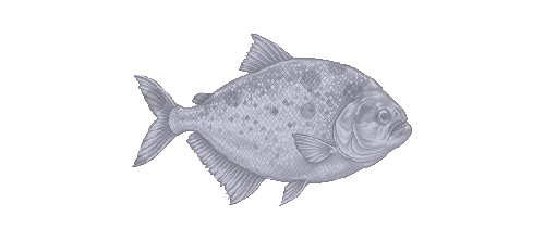 Yacare Piranha