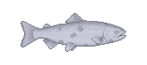 Yamame Trout