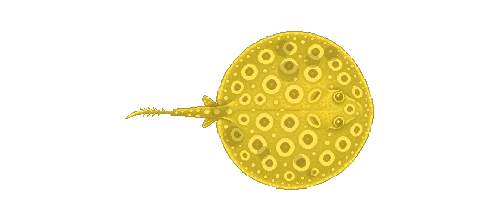 Yellow Stingray