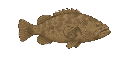 Yellowfin Grouper