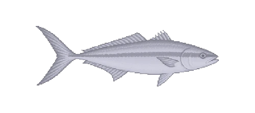 Yellowtail Kingfish