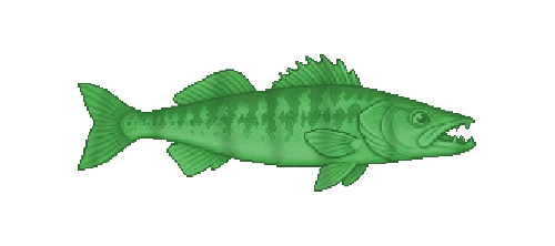 Zander